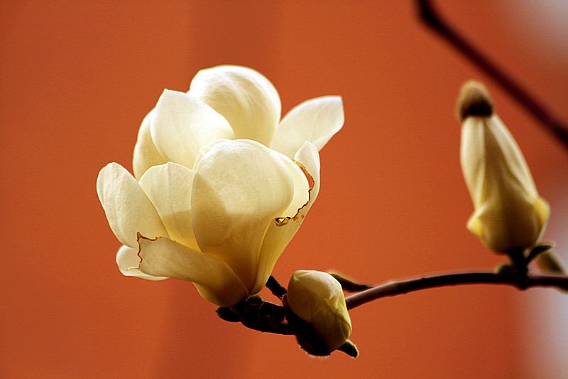 玉兰花 061_副本.jpg