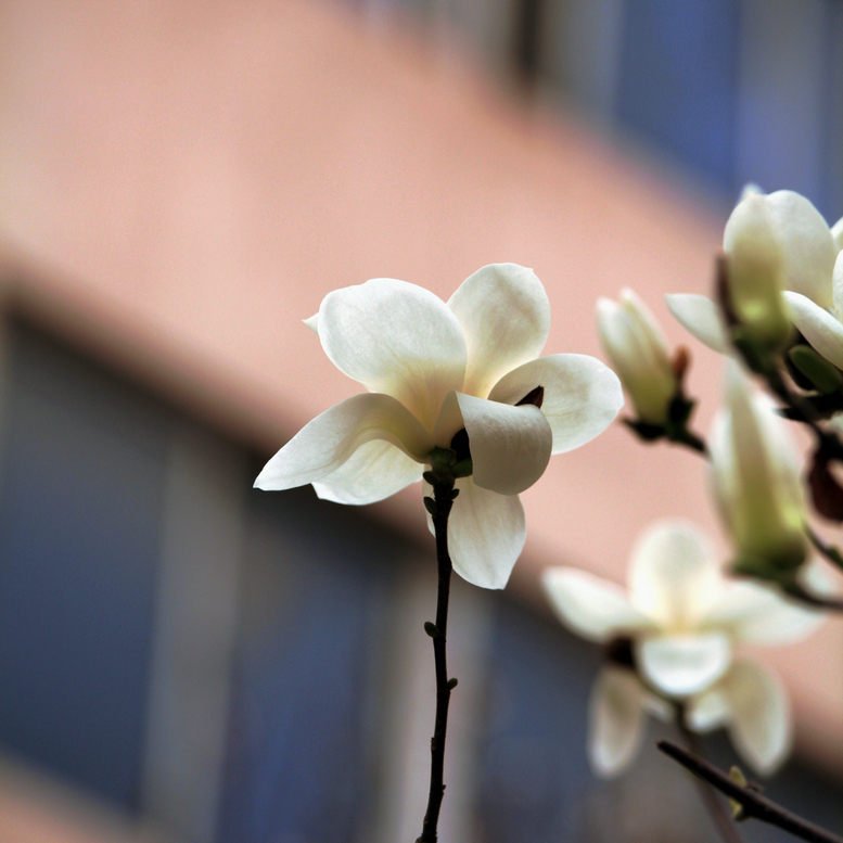 20130309沙尘下的春花 (12).jpg