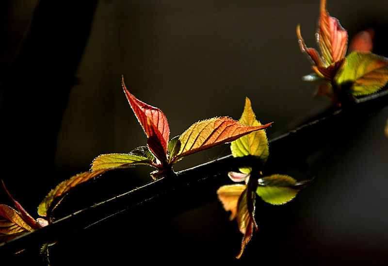 嫩 芽 (1).jpg