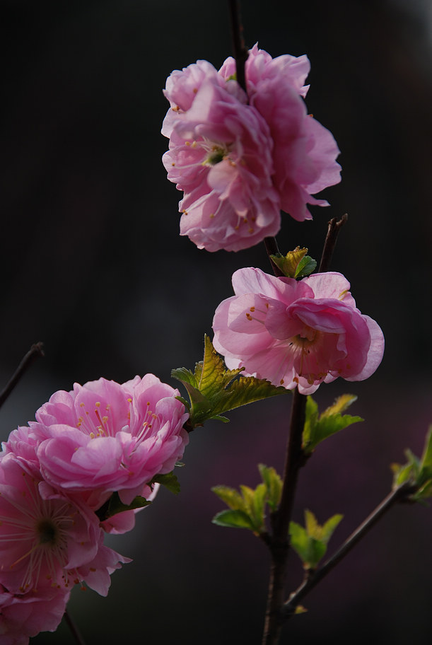 DSC_0995.JPG