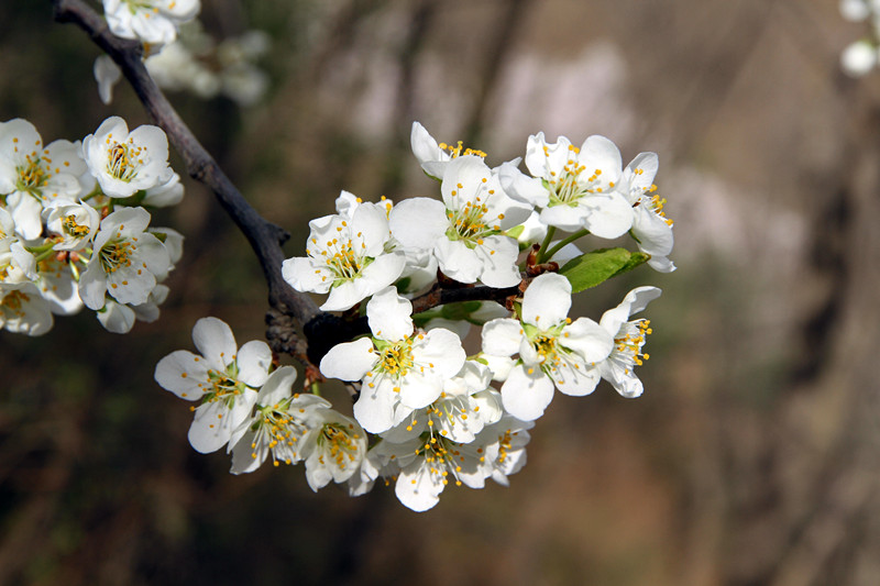 扶风 105_副本.jpg