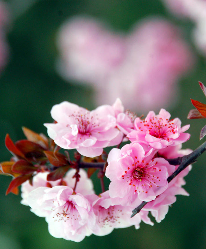 春回中原 (10).jpg