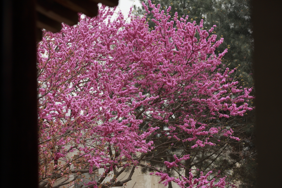 樱花0010.JPG