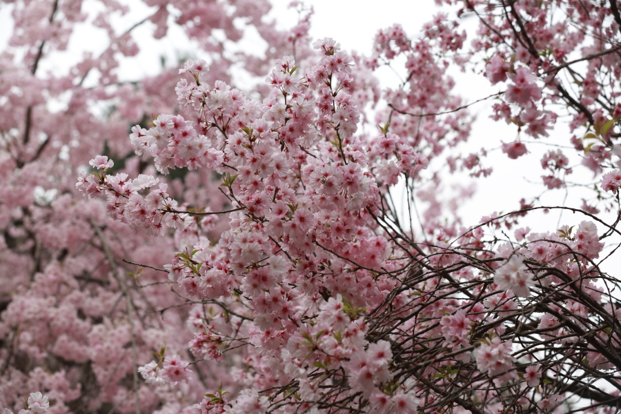 樱花0014.JPG