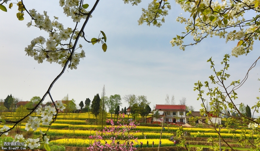 汉中油菜花 (1).jpg