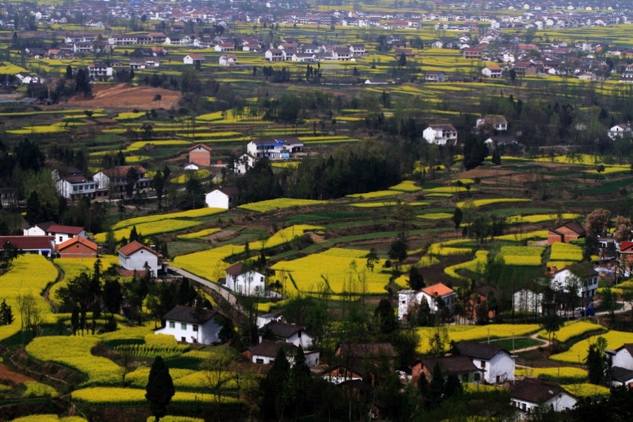 汉中油菜花 405.jpg