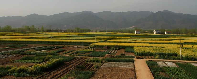 汉中油菜花 045.jpg