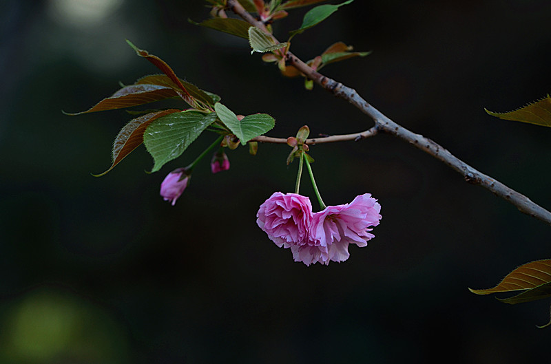 DSC_8044_副本.jpg