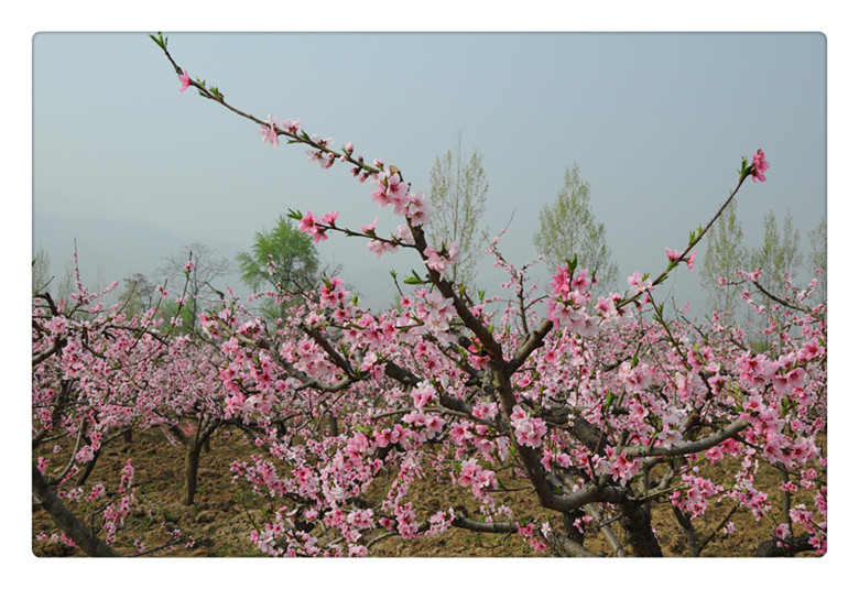 DSC_0098_副本.jpg