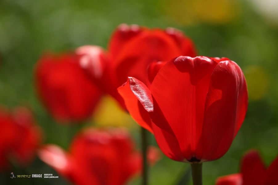 1G8A4492a.jpg