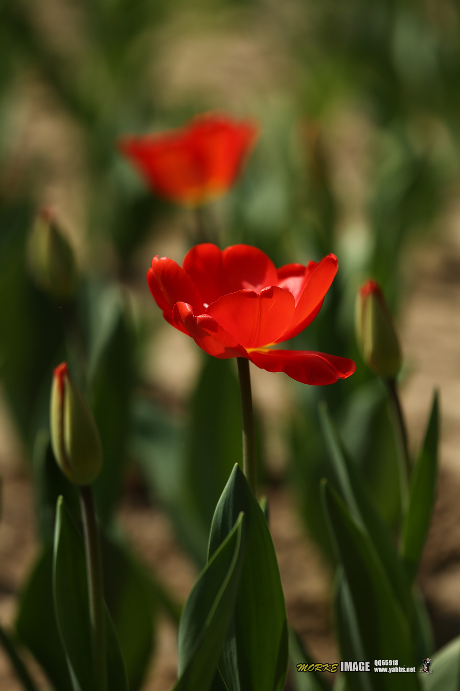 1G8A4832a.jpg