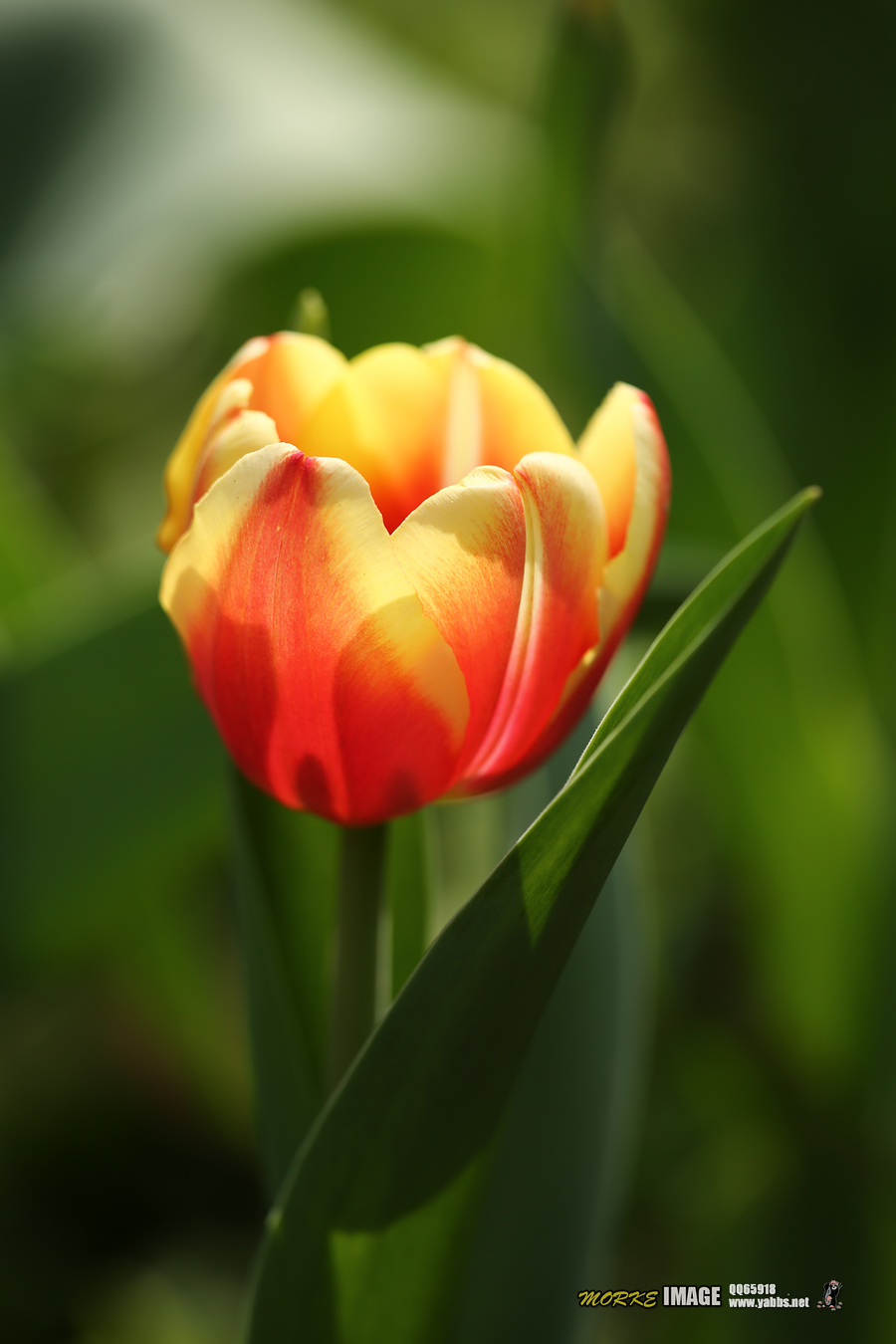 1G8A4839a.jpg