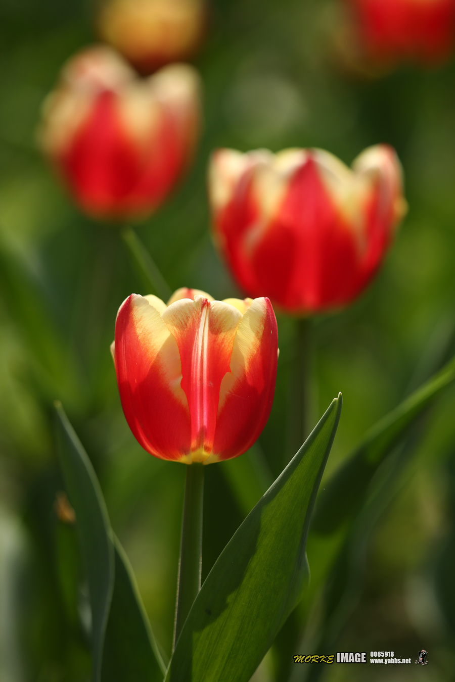 1G8A4840a.jpg