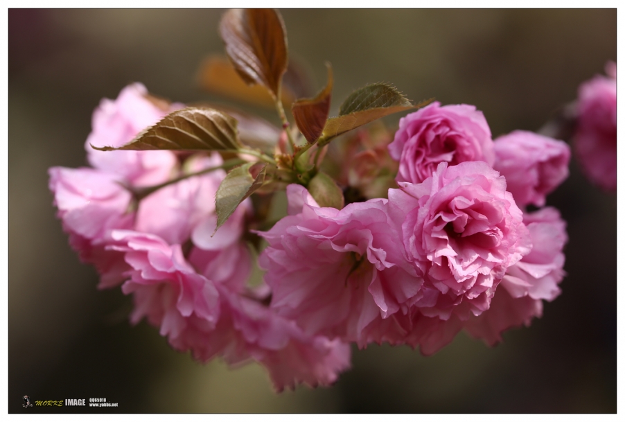 1G8A4239a.jpg