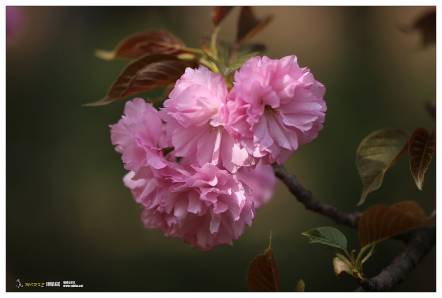 1G8A4286a.jpg