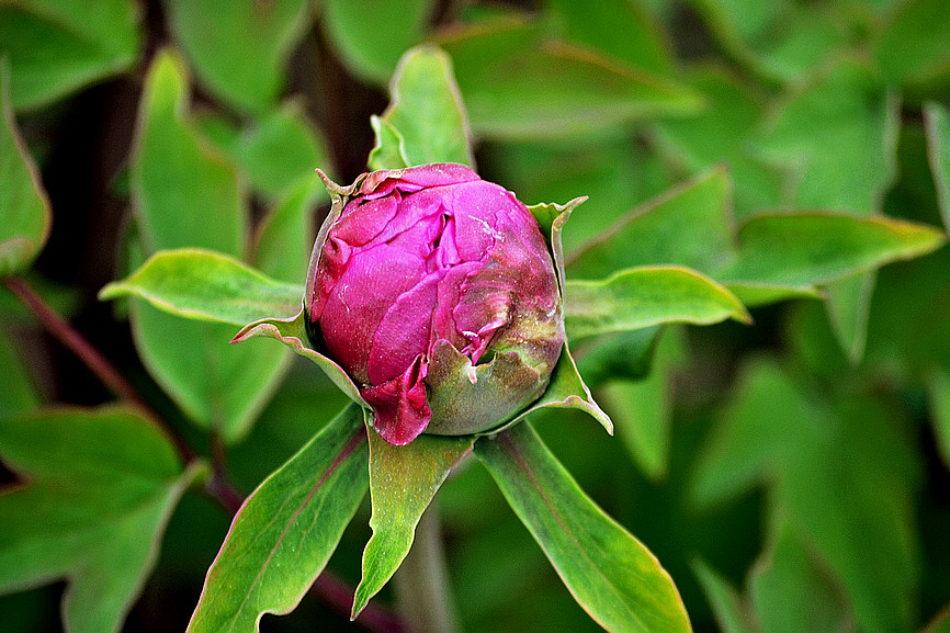 DSC_0258.jpg