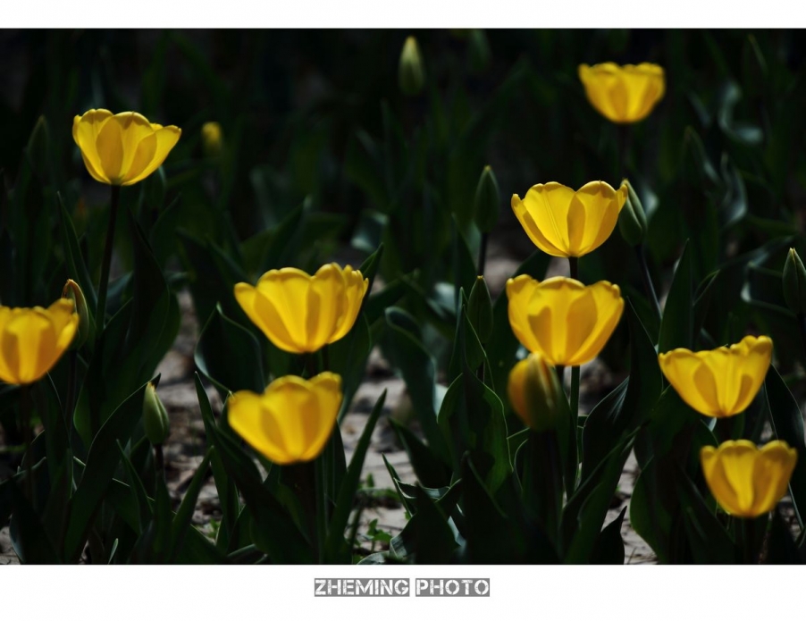 2013郁金香051.jpg