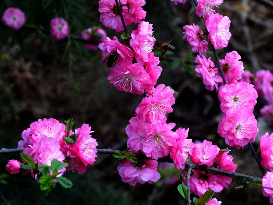 DSC00310AA_调整大小.jpg