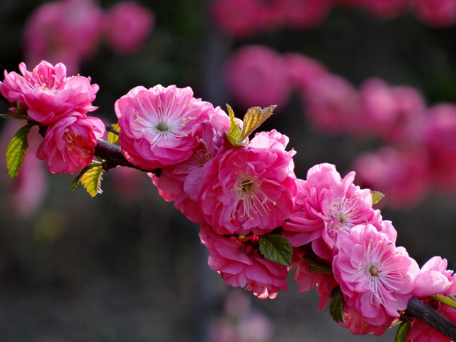 DSC00391A_调整大小.jpg