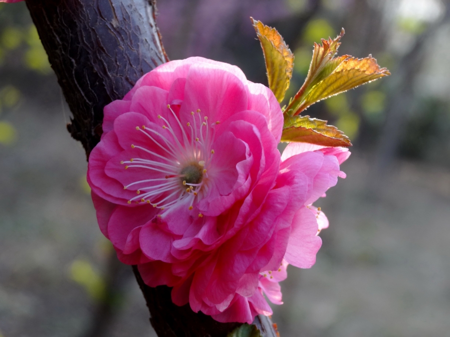 DSC00419A_调整大小.jpg