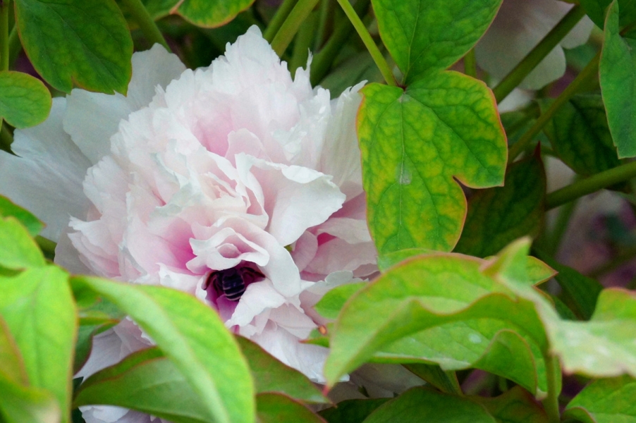 有虫虫.jpg
