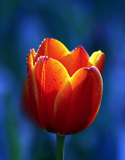 郁金香 039_副本.jpg