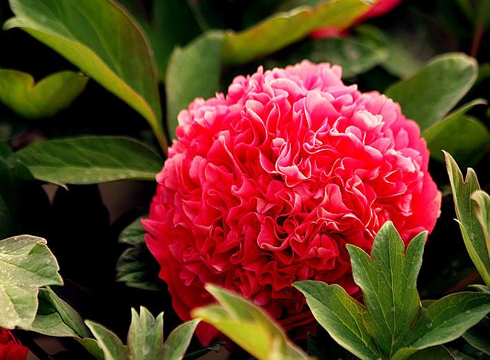 牡丹 009_副本.jpg