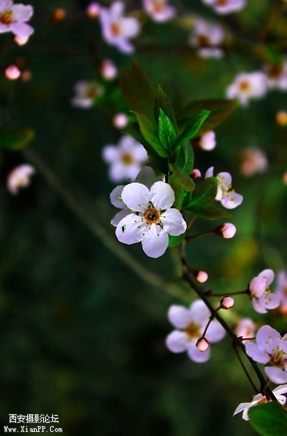 樱花2.jpg