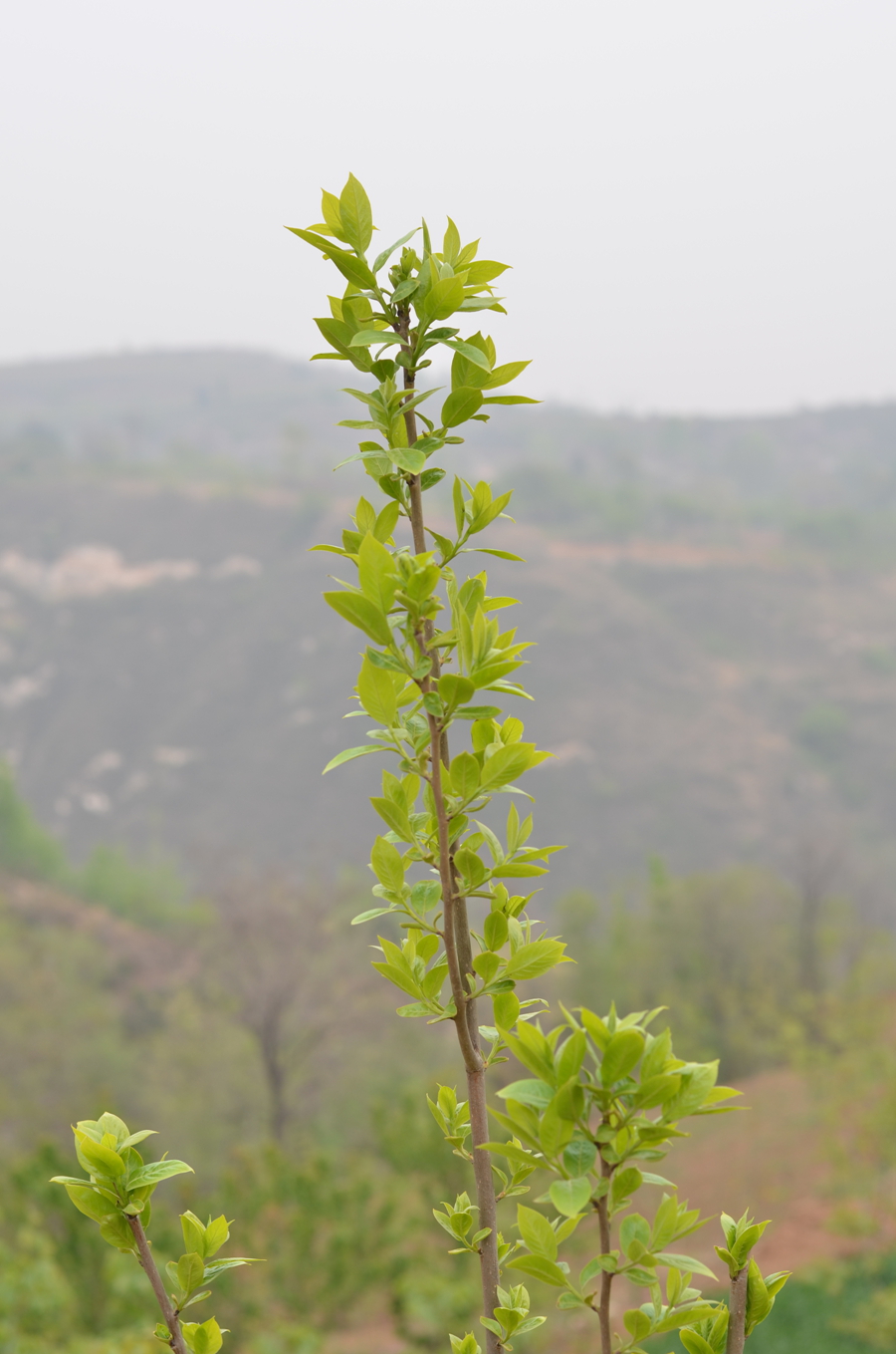 DSC_2572.JPG