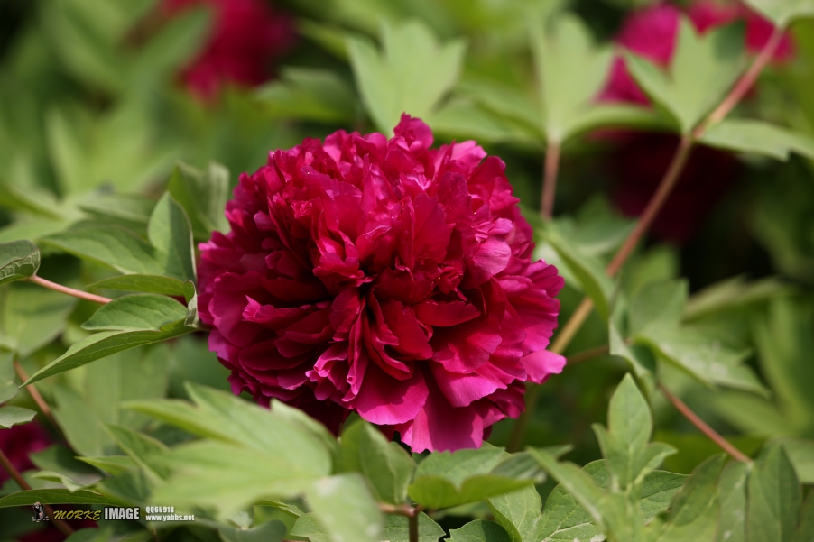 1G8A5289a.jpg