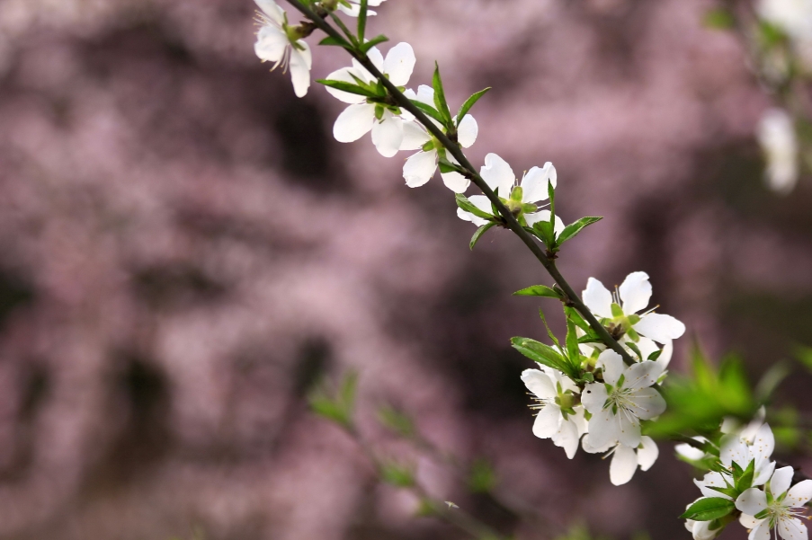 _MG_7451A_调整大小.jpg