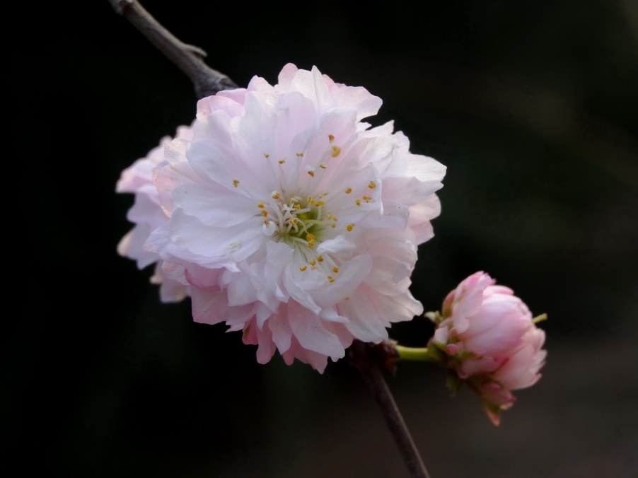 DSC00424A_调整大小.jpg