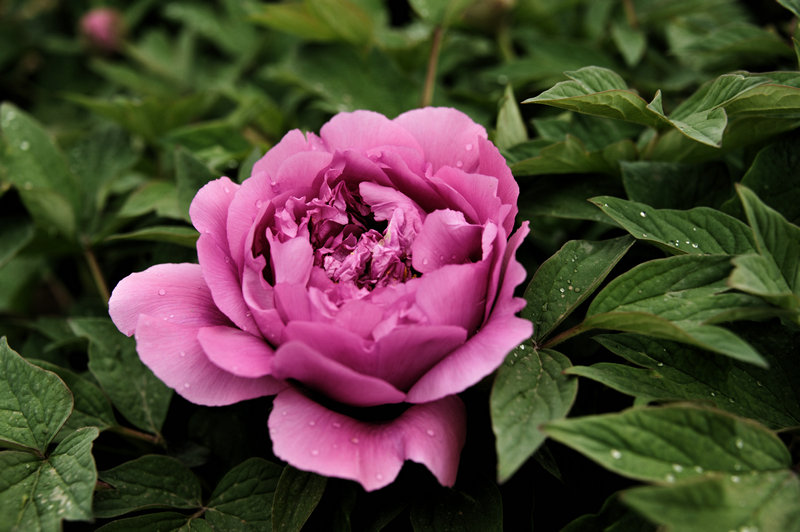 DSC_5908_HZP.jpg