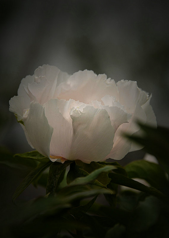 DSC_5929_HZP.jpg