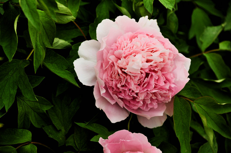 DSC_5898_HZP.jpg