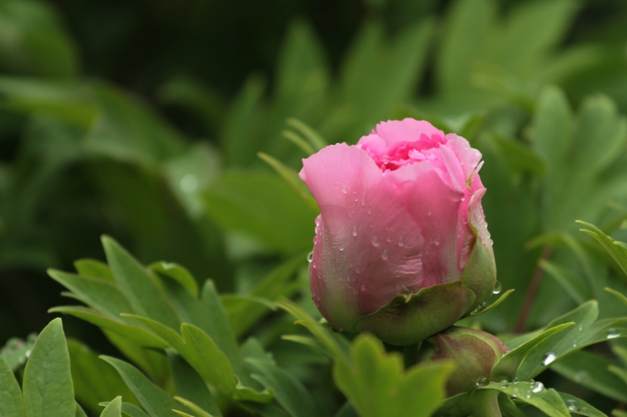 IMG_4098_副本.jpg