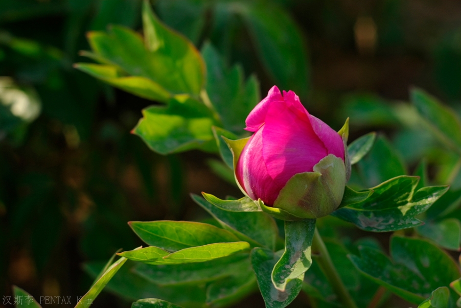 IMGP3454.jpg