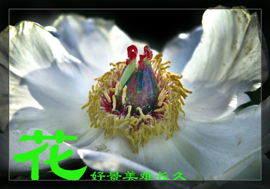 _MG_9678.jpg