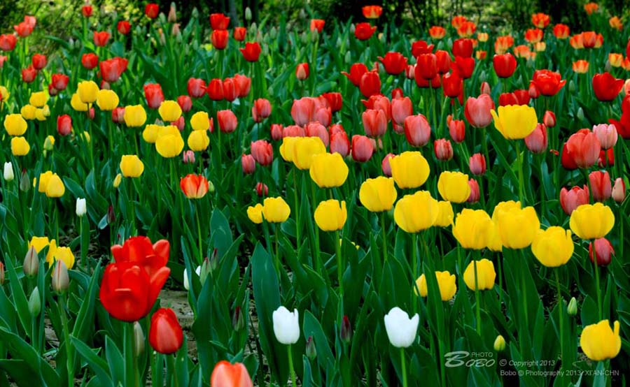 铁一中风景 153.jpg 拷贝.jpg