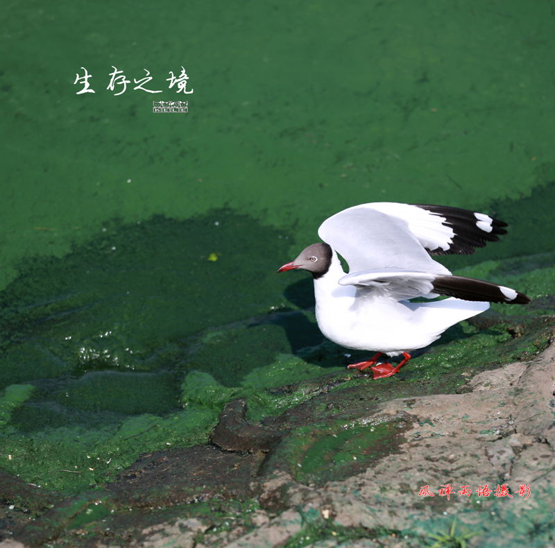鸥之歌-生存之境.jpg