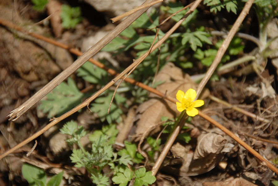 久经风霜情自真