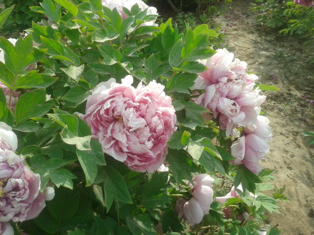 2013-04-13 08.32.33.jpg