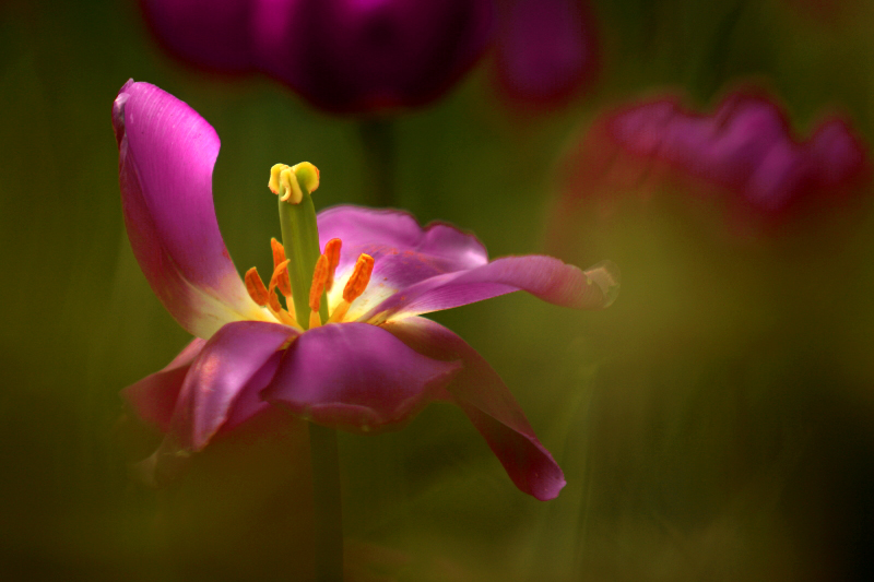 DPP_0030.JPG