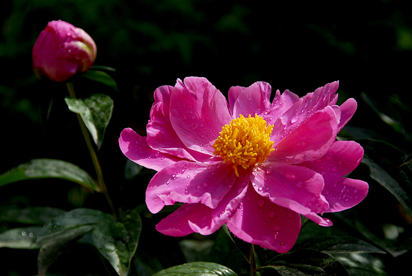 芍药 花.jpg