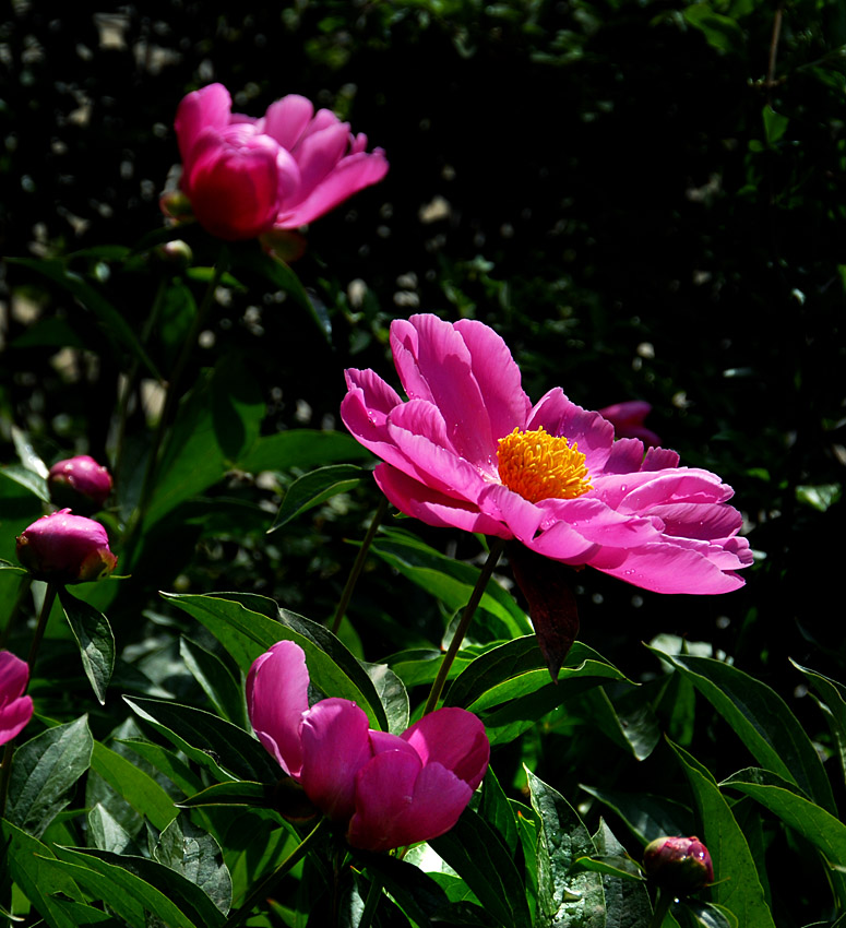 芍药花 (13).jpg