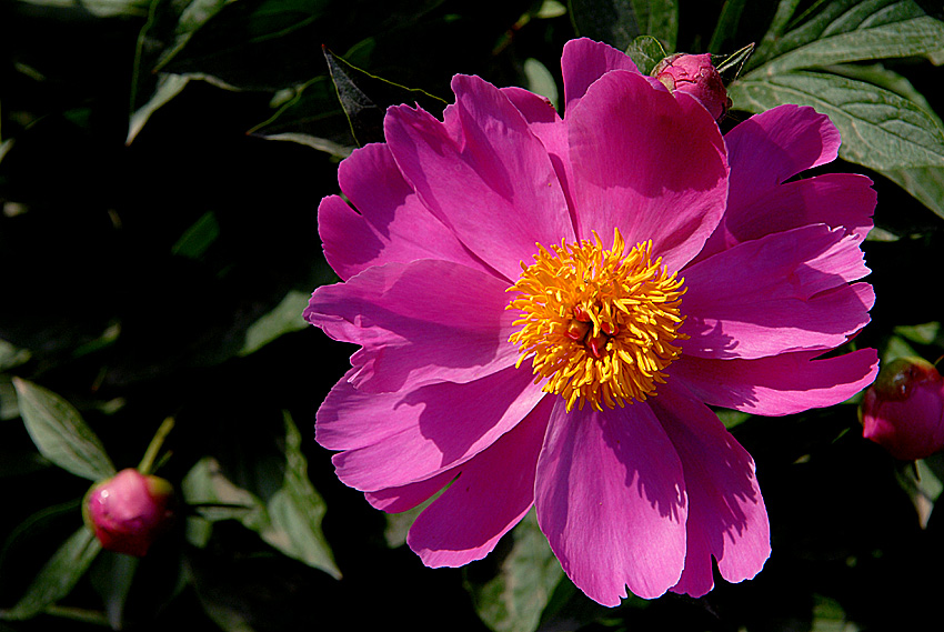DSC_0223.jpg