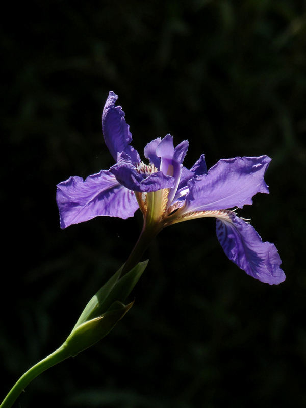 DSC01600.jpg