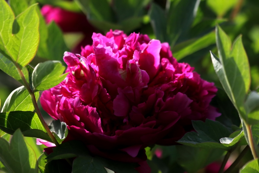 IMG_9225A_调整大小.jpg