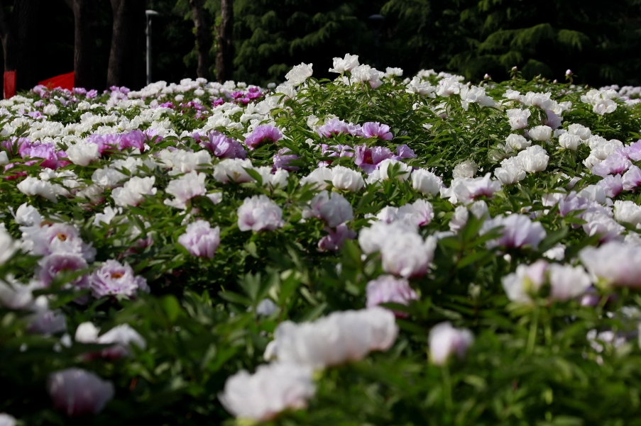 _MG_9454A_调整大小.jpg