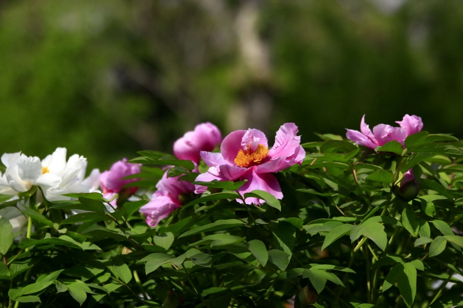 _MG_9494A_调整大小.jpg
